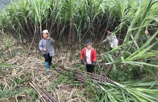 Hoa Binh’s sweet taste of success