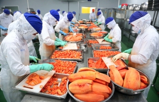 Fresh Vietnamese produce pours into EU