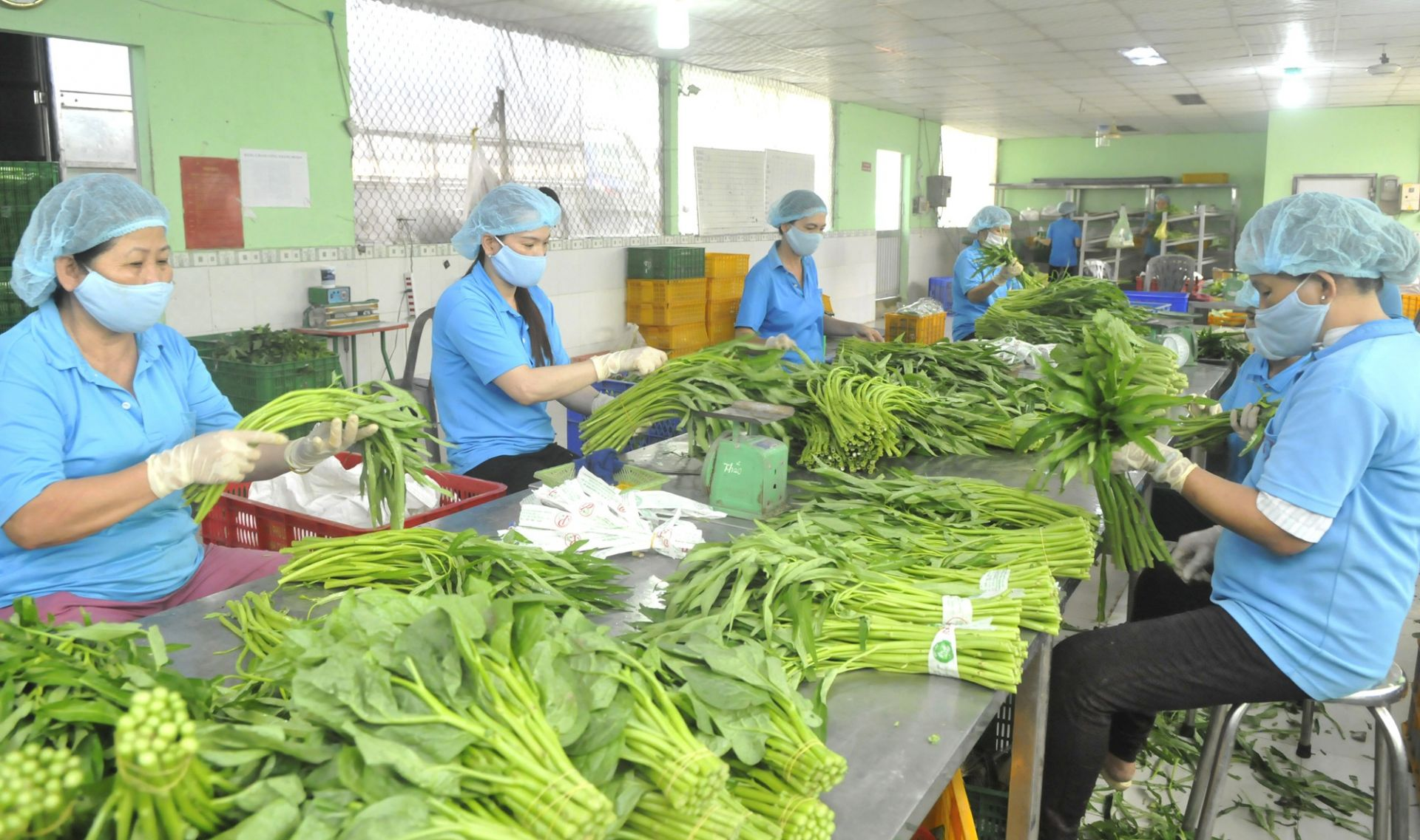 The EVFTA is expected to boost Vietnam’s produce exports The EVFTA is expected to boost Vietnam’s produce exports