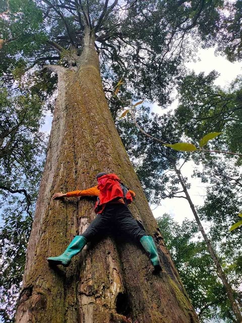 An old tree in the forest during the journey to conquer Mt Nam Kang Ho Tao. — Photo sgtiepthi.vn An old tree in the forest during the journey to conquer Mt Nam Kang Ho Tao. — Photo sgtiepthi.vn