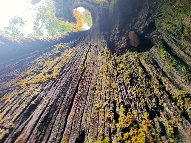 An old tree at Mt Nam Kang Ho Tao. — Photo sgtiepthi.vn An old tree at Mt Nam Kang Ho Tao. — Photo sgtiepthi.vn