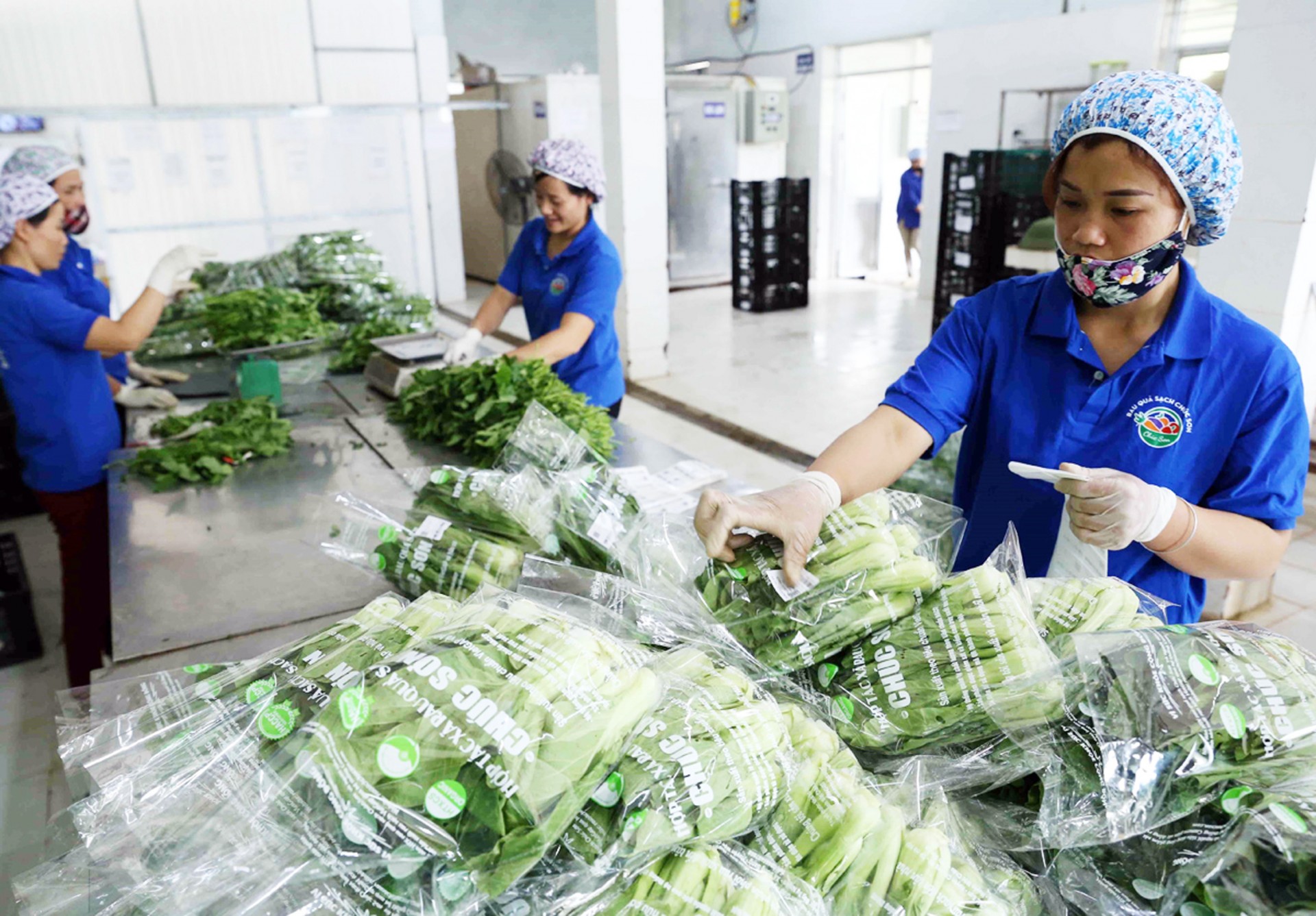 The linkage of production, harvesting, and consumption of agricultural products is susceptible to disruption