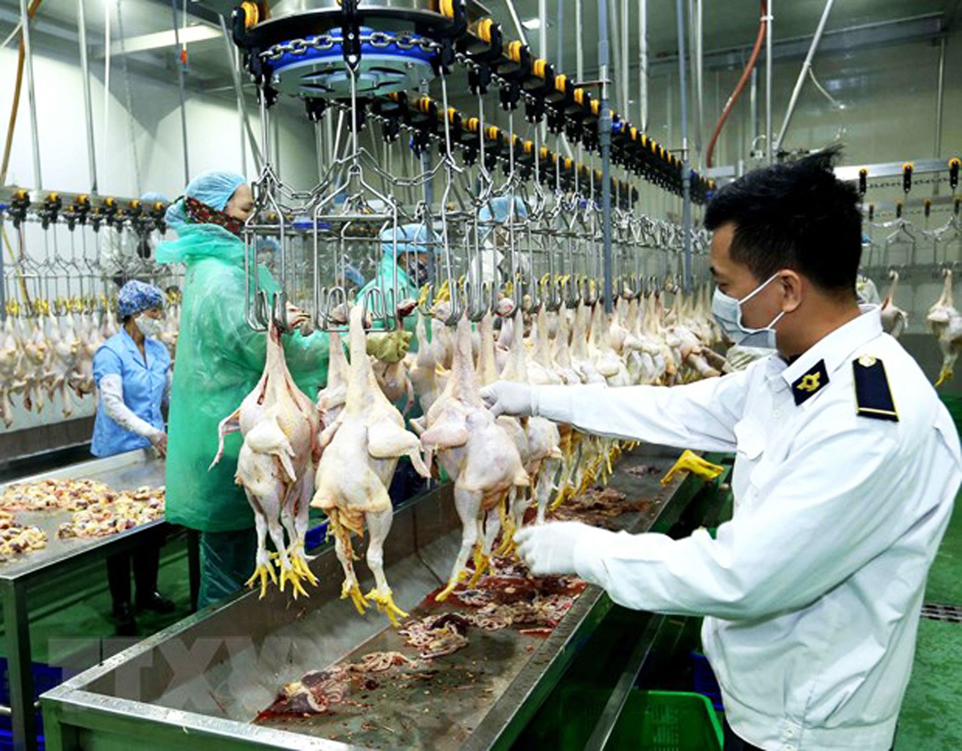 Many industrial slaughterhouses are operating below their capacity