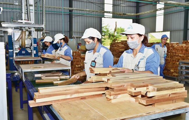 Most of the industry promotion project beneficiaries in Tuyen Quang are located in the province’s difficult areas