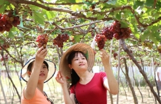 Ninh Thuận a great destination for lovers of grape