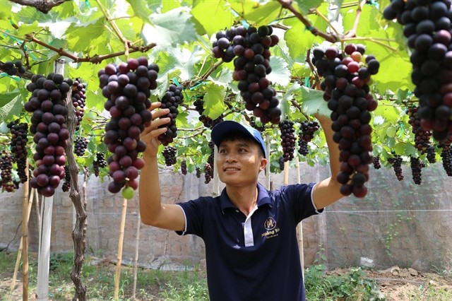 Local grape farmers spend a lot of time meticulously caring for their pretty-looking and tasty grapes in preparation for the Grape and Wine Festival. — VNA/VNS Photo Local grape farmers spend a lot of time meticulously caring for their pretty-looking and tasty grapes in preparation for the Grape and Wine Festival. — VNA/VNS Photo
