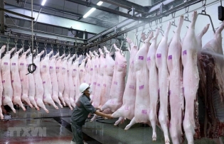 Hanoi tightens control over slaughterhouses for food safety