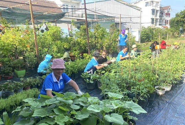 A vegetable garden in Thủ Đức City's Cát Lái Ward in HCM City, which used to be a rubbish dump. — Photo laodong.vn