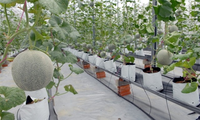 Cantaloupe melons grown in a greenhouse in the HCM City Agricultural High-tech Park in Củ Chi District. — VNA/VNS Photo Mạnh Linh
