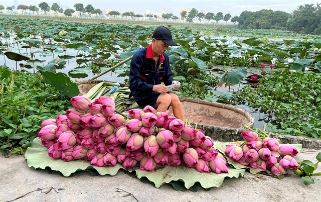Lotus should be cut early in the morning. Photo Courtesy of Trần Thu Thủy Lotus should be cut early in the morning. Photo Courtesy of Trần Thu Thủy