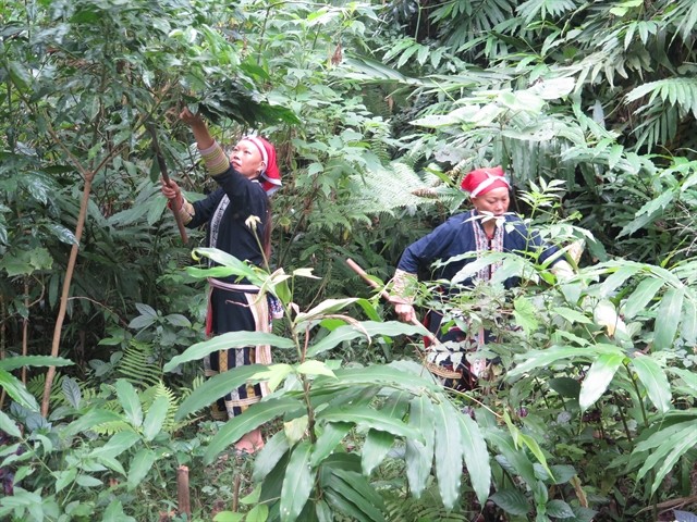 Red Dao ethnic women are seen picking medicinal herbs to prepare herbal baths for tourists. VNA/VNS Hương Thu Red Dao ethnic women are seen picking medicinal herbs to prepare herbal baths for tourists. VNA/VNS Hương Thu