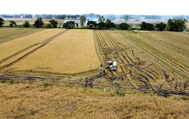 High quality rice fields in Đồng Tháp Province’s Cao Lãnh District.— VNA/VNS Photo Nhựt An