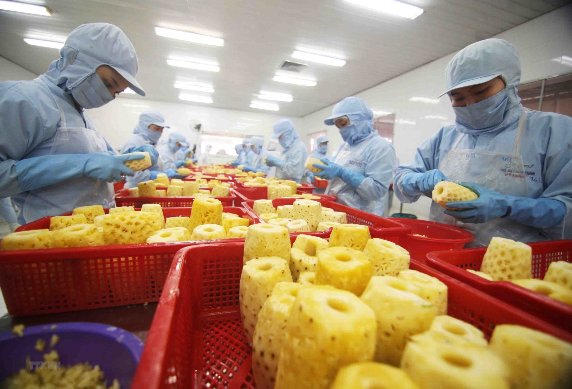 Vietnam’s vegetable and fruit exports hit almost US$1 billion in June 2023 (2.7 times that in June 2022), taking the total in the first half of 2023 to US$3 billion, nearly equal to the 2022 figure – US$3.16 billion