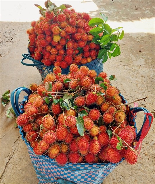 Long Khánh rambutan is famous after being issued with a certificate of geographical indication. Photo mydongnai.vn Long Khánh rambutan is famous after being issued with a certificate of geographical indication. Photo mydongnai.vn