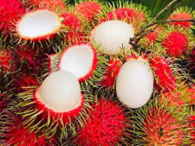 The Long Khánh rambutans are more fragrant, sweeter and crispy compared with others. Photo bigomart.vn The Long Khánh rambutans are more fragrant, sweeter and crispy compared with others. Photo bigomart.vn
