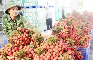 Bac Giang diversifies lychee consumption