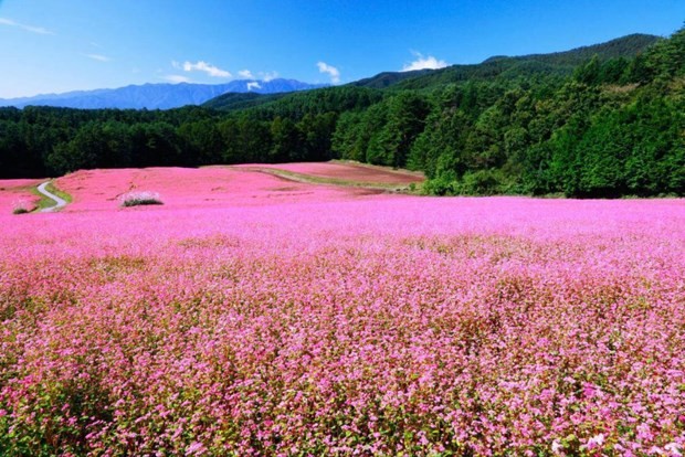The rocky plateau of Đồng Văn in Hà Giang is blanketed with vast buckwheat flower fields. — VNA/VNS Photo The rocky plateau of Đồng Văn in Hà Giang is blanketed with vast buckwheat flower fields. — VNA/VNS Photo