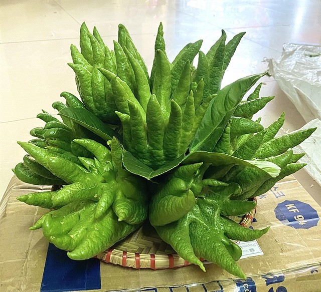 A prominent feature of a worshipping tray is Buddha's Hands fruit which is believed to bring safety and luck to locals all year round. — Photo giadinh.suckhoedoisong.vn A prominent feature of a worshipping tray is Buddha's Hands fruit which is believed to bring safety and luck to locals all year round. — Photo giadinh.suckhoedoisong.vn