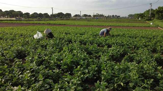 Safe vegetable products of Tiền Lệ Agricultural Cooperative in Tiền Yên Commune, Hoài Đức District, Hà Nội. —VNA/VNS Photos Vũ Sinh