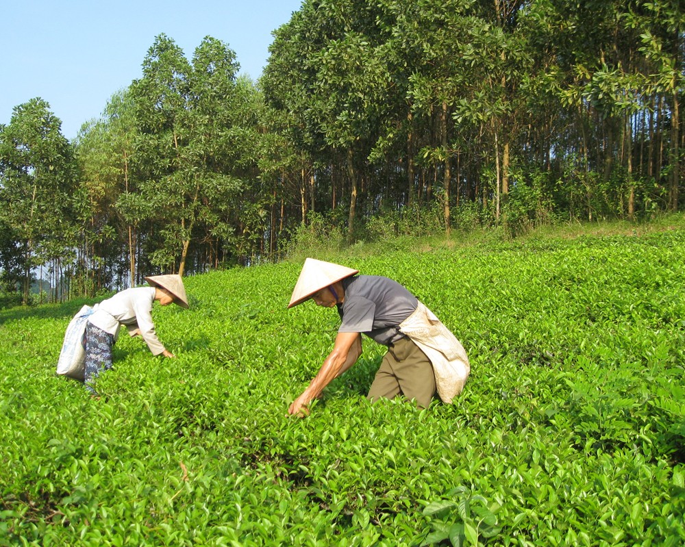 Tea growers in Phu Tho Province harvest tea buds