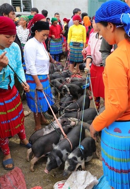 Pigs are one of the best selling items at the kermis. — VNA/VNS Photo Hoàng Hiếu Pigs are one of the best selling items at the kermis. — VNA/VNS Photo Hoàng Hiếu