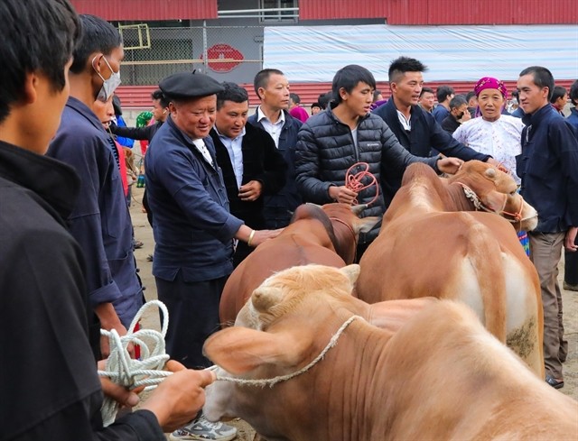An area dedicated to cow trading in Mèo Vạc kermis. Up to 400 cows are traded at every kermis. — VNA/VNS Photo Hoàng Hiếu An area dedicated to cow trading in Mèo Vạc kermis. Up to 400 cows are traded at every kermis. — VNA/VNS Photo Hoàng Hiếu
