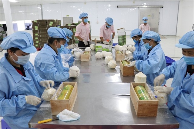 Packaging coconut for export. Việt Nam achieved a coconut export turnover of US$700 million in 2022. —VNA/VNS Photo Huỳnh Phúc Hậu
