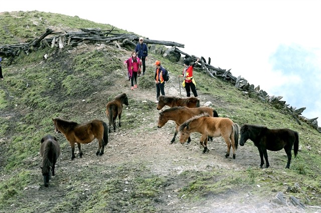 On the way to the top of the mountain, climbers will meet with herds of cattle of local residents. — Photo courtesy of Pháp Luật Việt Nam newspaper On the way to the top of the mountain, climbers will meet with herds of cattle of local residents. — Photo courtesy of Pháp Luật Việt Nam newspaper