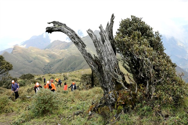 A trail to the top of Tà Chì Nhù mountain is not easy to trek but an attractive challenge to competitors. —Photo courtesy of Pháp Luật Việt Nam Newspaper A trail to the top of Tà Chì Nhù mountain is not easy to trek but an attractive challenge to competitors. —Photo courtesy of Pháp Luật Việt Nam Newspaper