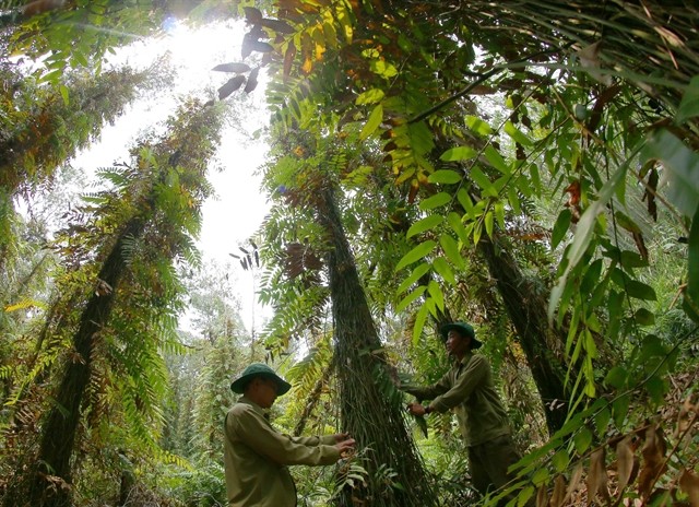 Lung Ngọc Hoàng Forest in the southern province of Hậu Giang. — VNA/VNS Photo Duy Khương