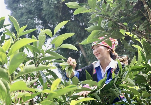 A Mông woman demonstrates tea picking at the festival. — VNA/VNS Photo Tuấn Anh A Mông woman demonstrates tea picking at the festival. — VNA/VNS Photo Tuấn Anh