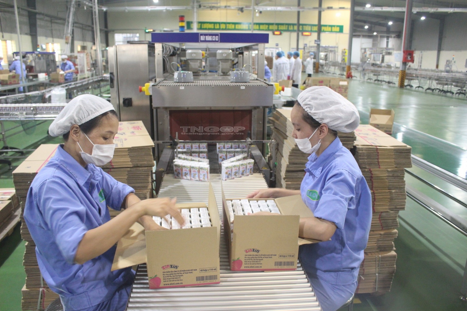 Packaging fresh milk at Elovi Joint Stock Company in Pho Yen City 