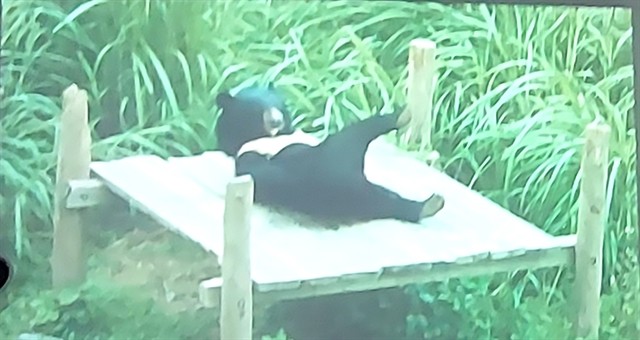 Vietnamese documentary Bình Yên Về Nào (Bình Yên, Come Home), is among 12 science films to be shown at the 13th Science Film Festival held by Hà Nội Goethe Institute in Việt Nam. Photo giaoducvathoidai.vn