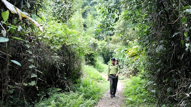 Phạm Phú Cường, a forest ranger at Cúc Phương National Park. VNS Photo Đoàn Tùng. Phạm Phú Cường, a forest ranger at Cúc Phương National Park. VNS Photo Đoàn Tùng.