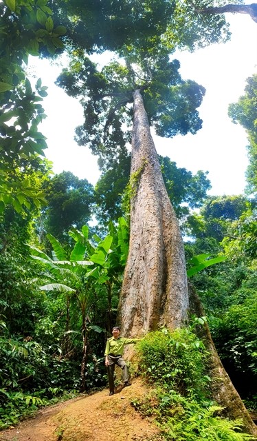 Cúc Phương National Park has a giant tree 45 metres high, up to 5 metres in diameter and has roots floating on the ground running about 20 metres long. VNS Photo Đoàn Tùng. Cúc Phương National Park has a giant tree 45 metres high, up to 5 metres in diameter and has roots floating on the ground running about 20 metres long. VNS Photo Đoàn Tùng.