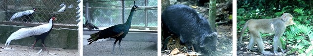 Some individuals were rescued and cared for at Cúc Phương National Park. VNS Photo Đoàn Tùng. Some individuals were rescued and cared for at Cúc Phương National Park. VNS Photo Đoàn Tùng.