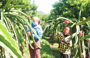 EVFTA fosters Vietnam-Belgium trade