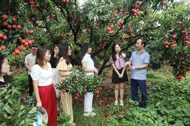Visitors tour a litchi orchard in Lục Ngạn District. Photos courtesy of Bắc Giang Provincial People's Committee  Visitors tour a litchi orchard in Lục Ngạn District. Photos courtesy of Bắc Giang Provincial People's Committee