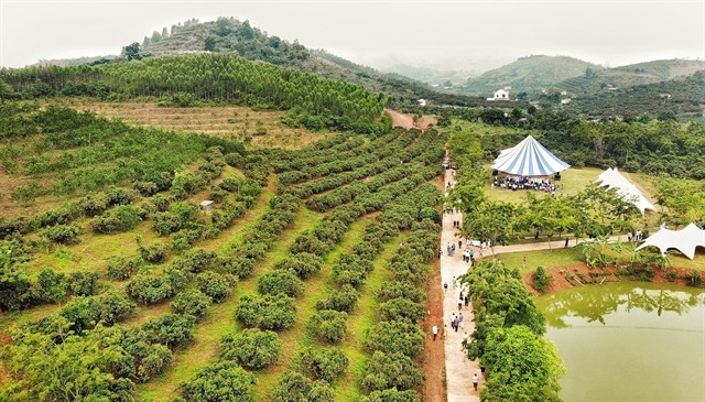The overview of litchi plantation area in Lục Ngạn District  The overview of litchi plantation area in Lục Ngạn District