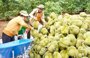 Đắk Lắk to sustainably develop durian trees