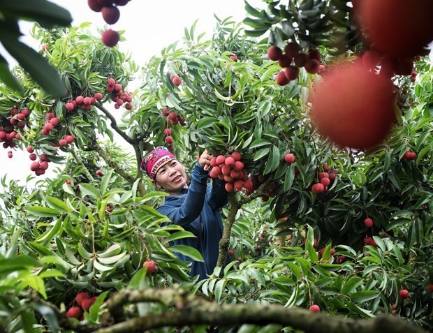 A farmer harvests lychee in the northern province of Bac Giang. (Photo: VNA)
