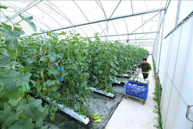 Yen Dung Clean Vegetables Cooperative in Bac Giang province. (Photo: VNA)
