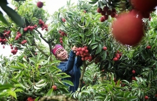 Bac Giang digitalises data on concentrated agricultural production areas