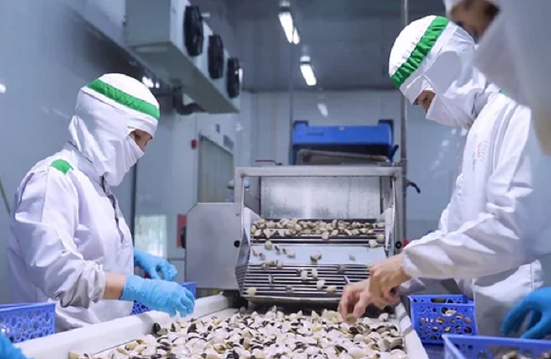Nam Dinh province is considered a key supplier of clam seeds, meeting not only local demand but also providing for neighboring provinces - photo: Vietnam's Agriculture