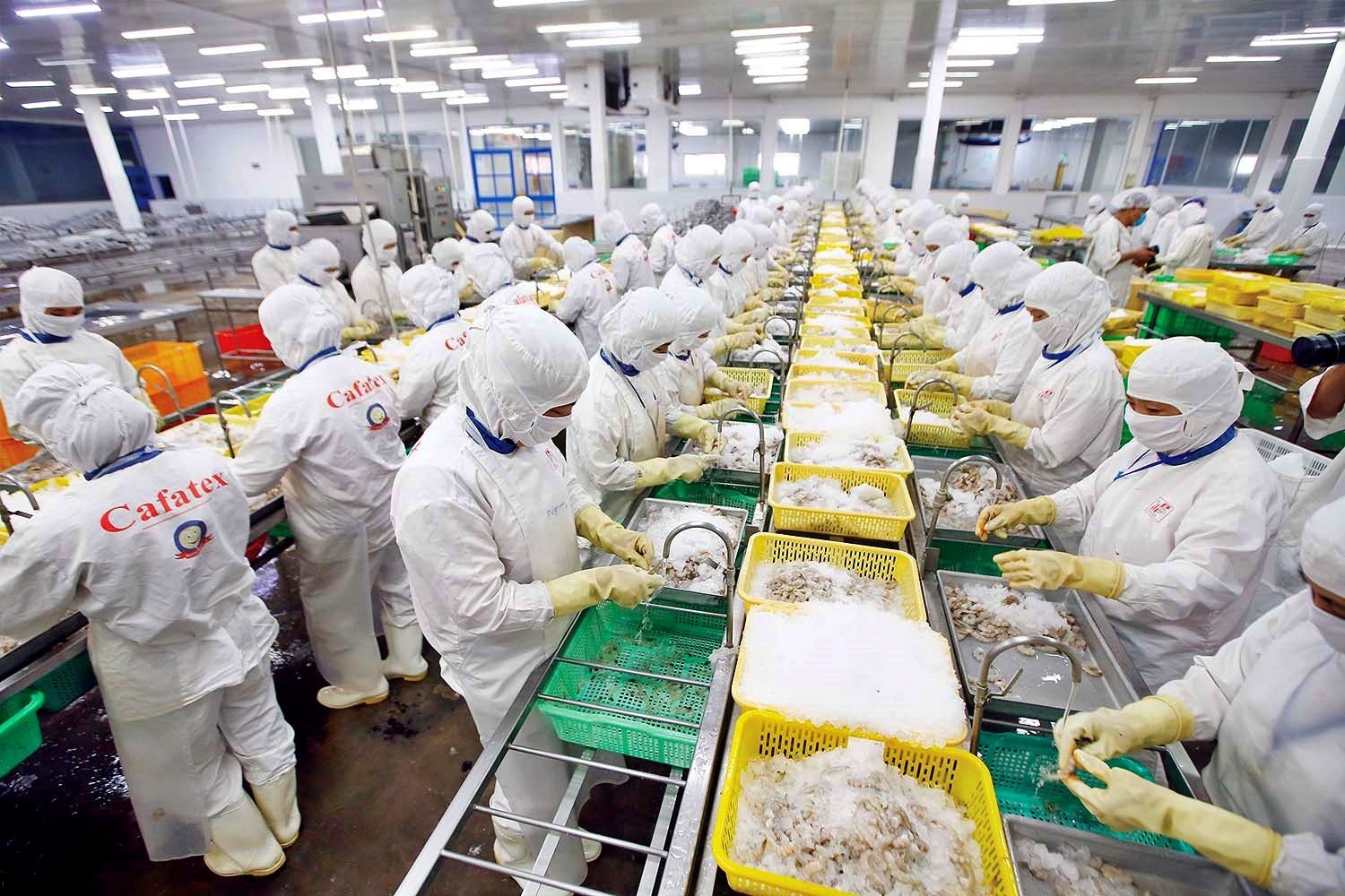 Fishery is among industries benefiting from RCEP’s rules of origin - photo: Thanh Nhan  Fishery is among industries benefiting from RCEP’s rules of origin - photo: Thanh Nhan