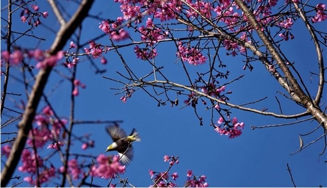 Tớ dày' (wild peach) flowers are in full bloom in Mù Cang Chải when winter arrives, their red-pink clusters dotting the hillsides creating a beautiful scene. — Photo vov.vn Tớ dày' (wild peach) flowers are in full bloom in Mù Cang Chải when winter arrives, their red-pink clusters dotting the hillsides creating a beautiful scene. — Photo vov.vn