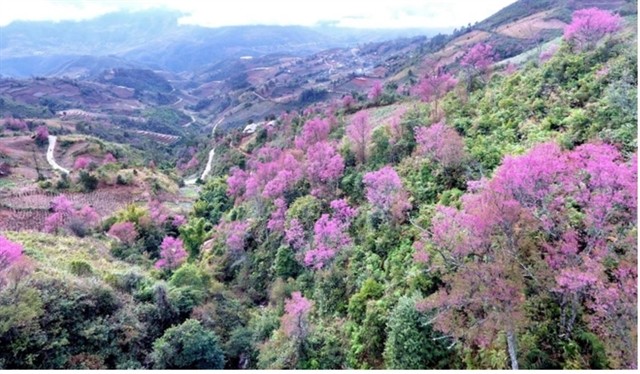 'Tớ dày' flower is a unique specialty of the northwest mountains and forests of Mù Cang Chải that attracts tourists and captivates people's hearts in winter and spring festivals. — VNA/VNS Photo Tuấn Anh 'Tớ dày' flower is a unique specialty of the northwest mountains and forests of Mù Cang Chải that attracts tourists and captivates people's hearts in winter and spring festivals. — VNA/VNS Photo Tuấn Anh