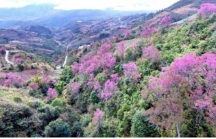 Wild peach festival kicks off in Mù Cang Chải
