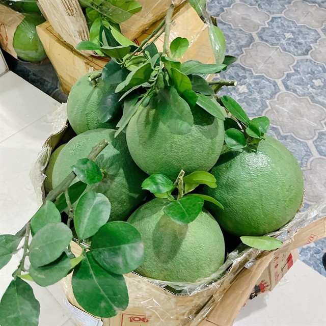 Green-skinned pomelos are among must-try specialties grown in the southern province of Bến Tre. — Photo mia.vn