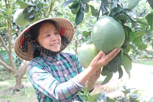 This grower is very happy because her pomelos will soon be exported around the world to countries such as the US. — VNA/VNS Photo Phúc Hậu